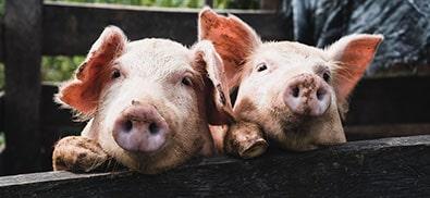 Animal cochon institut du porc