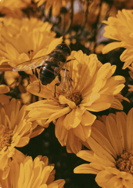 Bee on flower